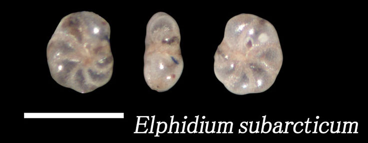 Elphidium subarcticum
